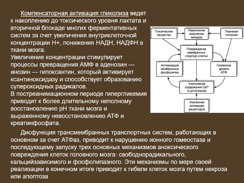 Компенсаторная активация гликолиза ведет к накоплению до токсического уровня лактата и вторичной блокаде многих